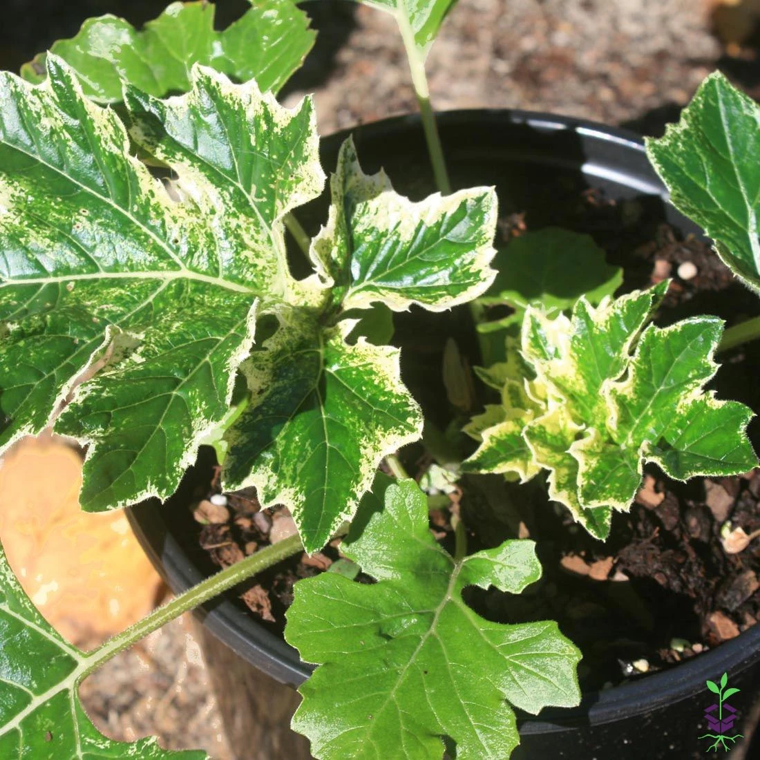 Acanthus 'Whitewater' 4 Acanthus 'Whitewater' - Image 2