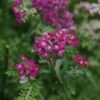 Achillea 'New Vintage Violet' Yarrow -Rare Roots ACHILLEA NEW VINTAGE VIOLET