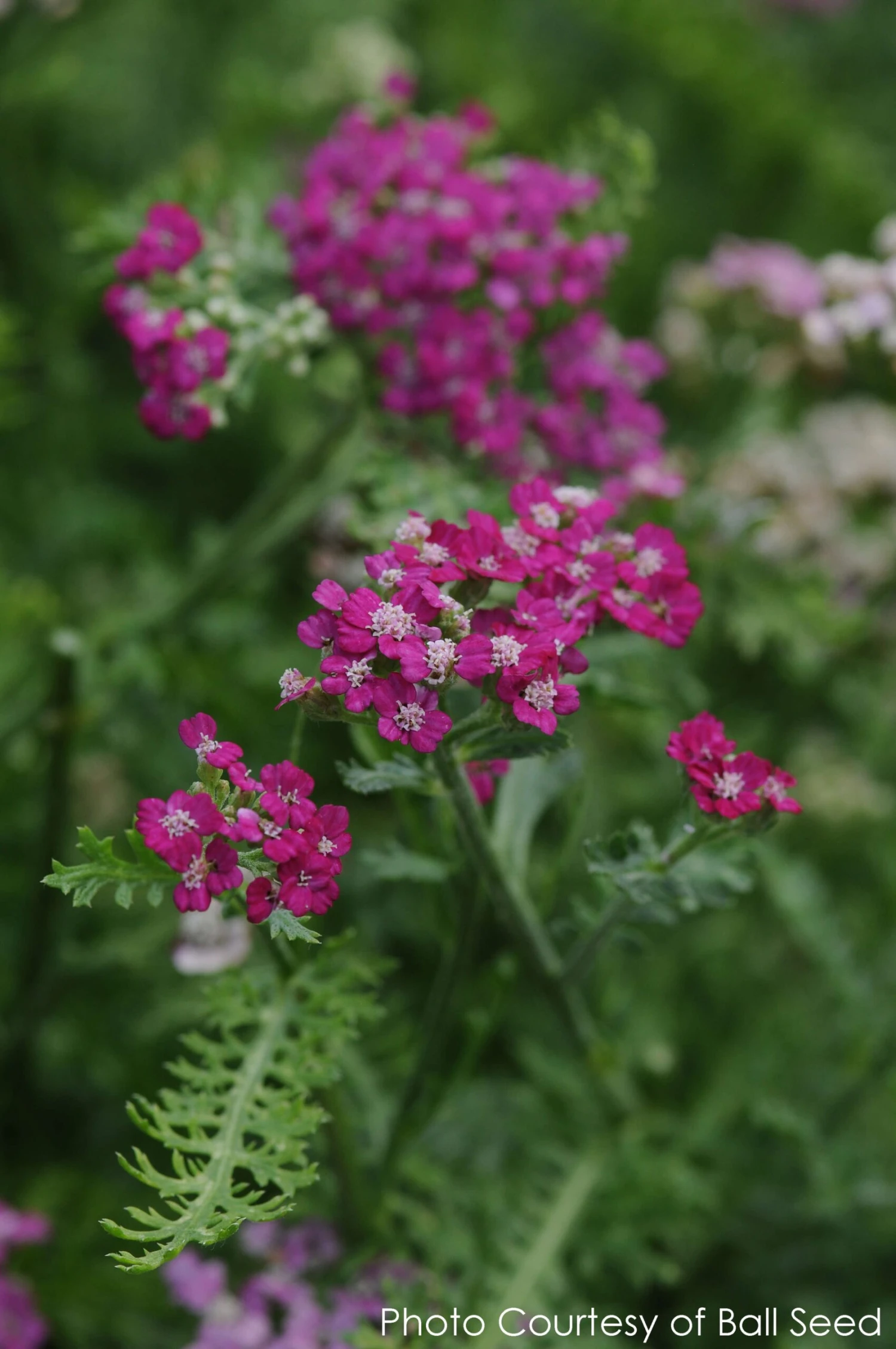 Achillea 'New Vintage Violet' Yarrow 3 Achillea 'New Vintage Violet' Yarrow