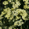 Achillea Tomentosa 'King Edward' Yarrow 1 Achillea Tomentosa 'King Edward' Yarrow -Rare Roots ACHILLEAKINGEDWARDLOGO