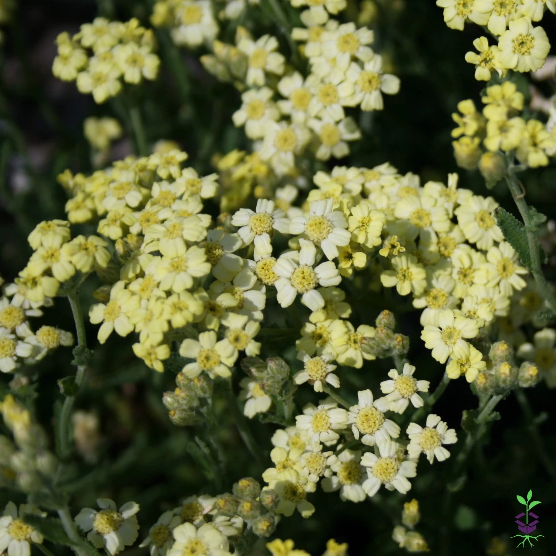 Achillea Tomentosa 'King Edward' Yarrow 3 Achillea Tomentosa 'King Edward' Yarrow