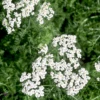 Achillea Millefolium 'White' Yarrow 2 Achillea Millefolium 'White' Yarrow -Rare Roots ACHILLEAMILLEFOLIUMWHITELOGO