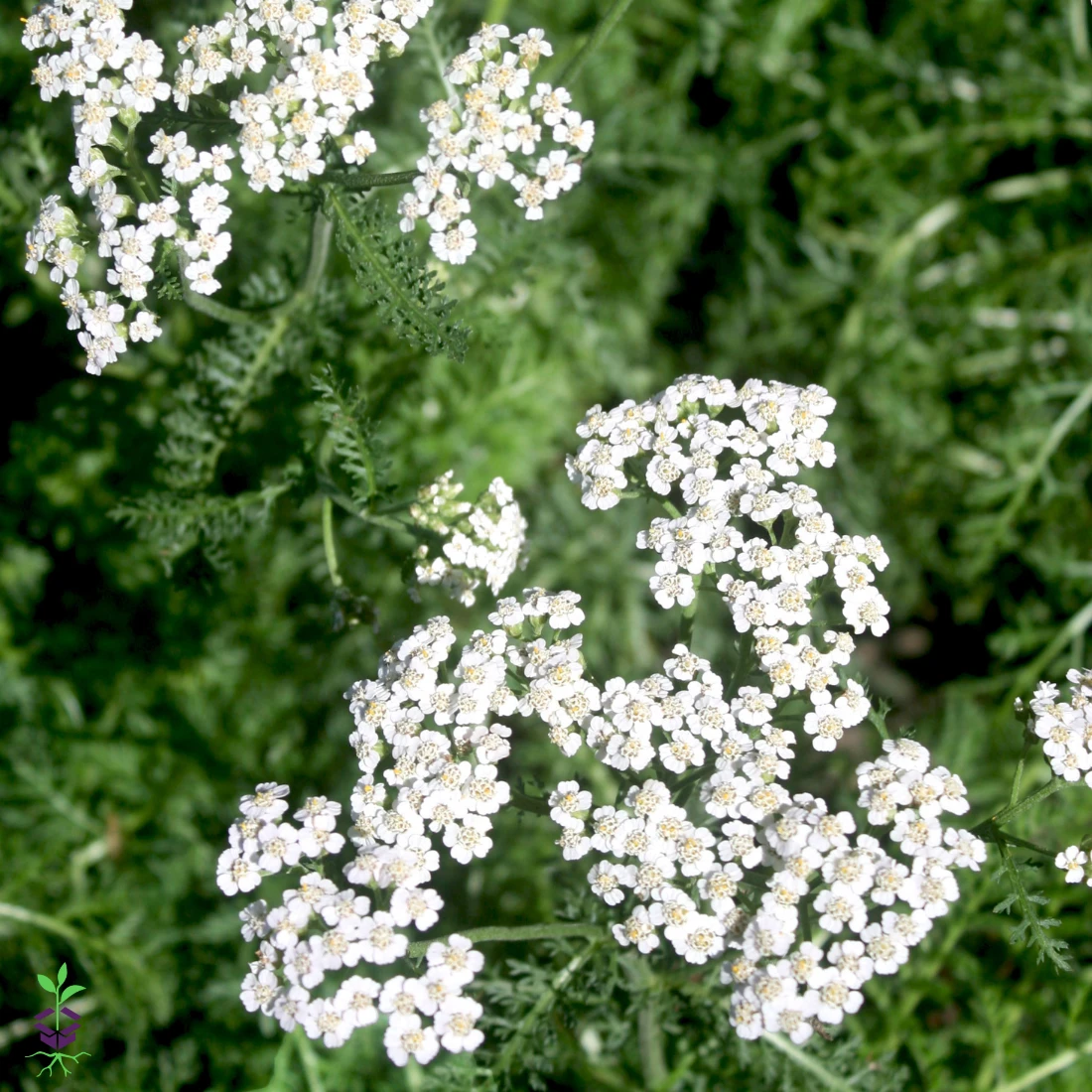 Achillea Millefolium 'White' Yarrow 3 Achillea Millefolium 'White' Yarrow