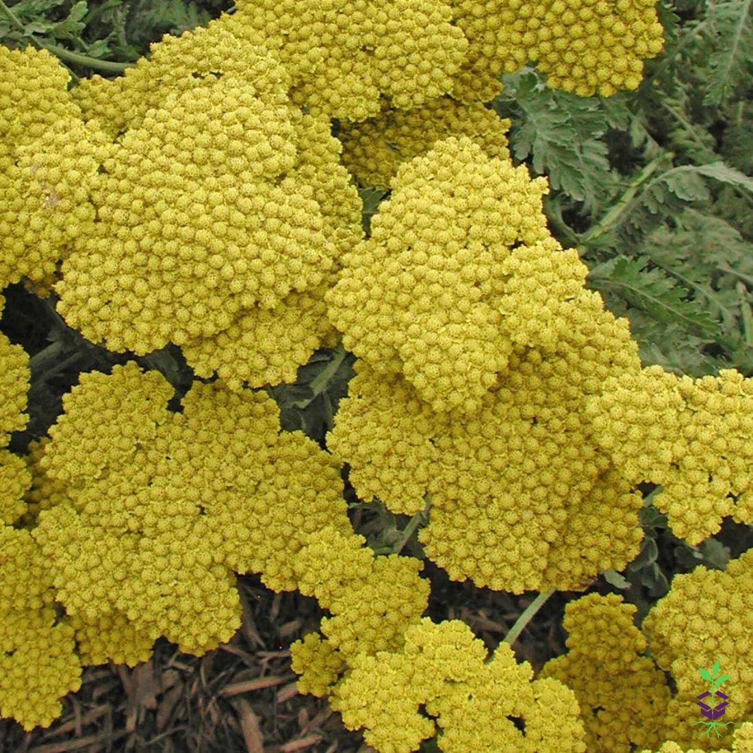 Achillea 'Moonshine' Yarrow 3 Achillea 'Moonshine' Yarrow