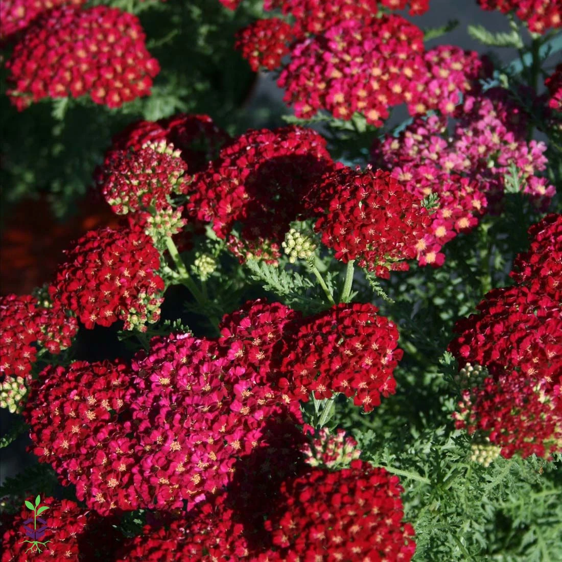 Achillea 'New Vintage Red' Yarrow 4 Achillea 'New Vintage Red' Yarrow - Image 2
