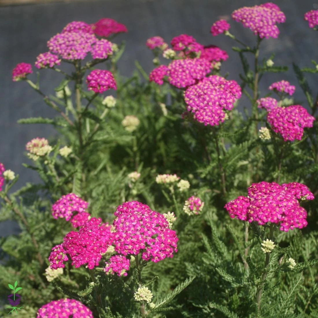 Achillea 'New Vintage Violet' Yarrow 4 Achillea 'New Vintage Violet' Yarrow - Image 2
