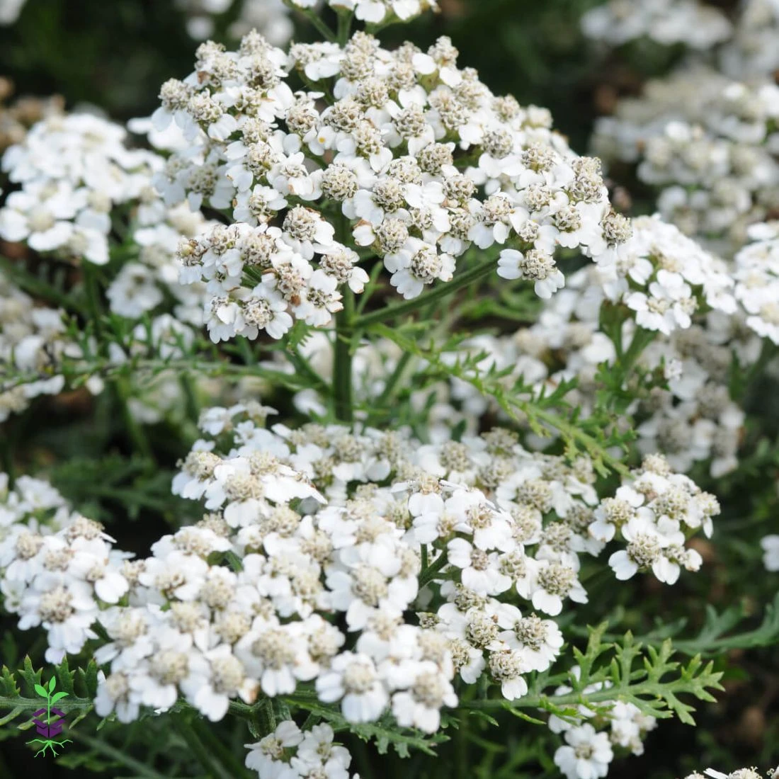 Achillea 'New Vintage™ White' Yarrow 4 Achillea 'New Vintage™ White' Yarrow - Image 2