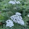 Achillea 'New Vintage™ White' Yarrow 1 Achillea 'New Vintage™ White' Yarrow -Rare Roots ACHILLEANEWVINTAGEWHITELOGO
