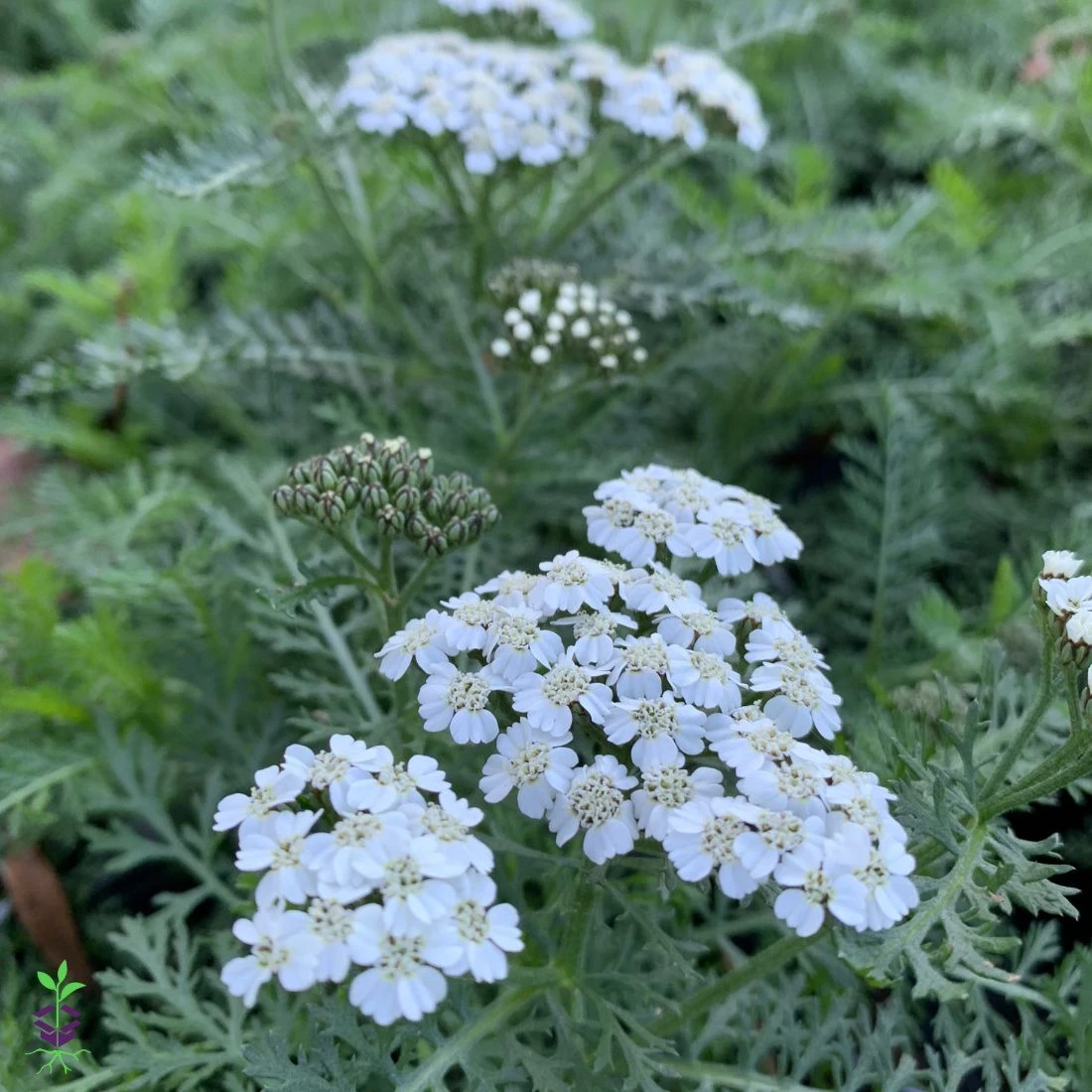 Achillea 'New Vintage™ White' Yarrow 3 Achillea 'New Vintage™ White' Yarrow
