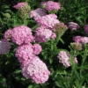 Achillea 'Appleblossom' Yarrow -Rare Roots ACHILLEA APPLEBLOSSOM LOGO