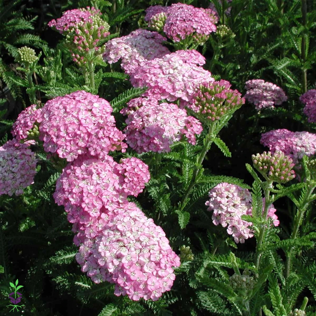 Achillea 'Appleblossom' Yarrow 3 Achillea 'Appleblossom' Yarrow