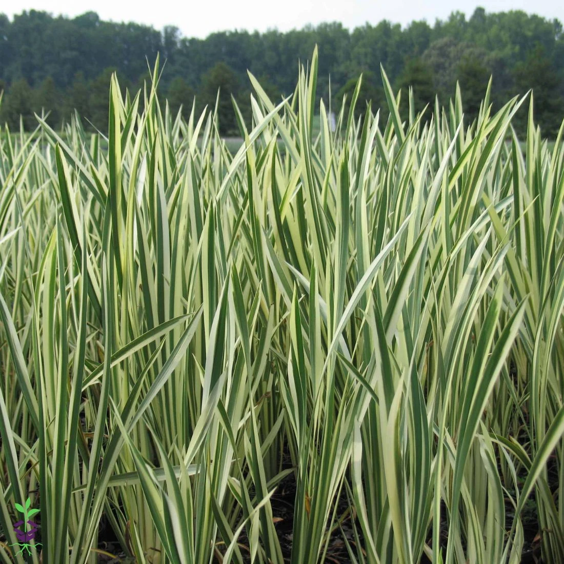 Acorus Calamus 'Variegatus' Sweet Flag 4 Acorus Calamus 'Variegatus' Sweet Flag - Image 2