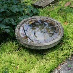 Acorus Gramineus 'Minimus Aureus' Sweet Flag