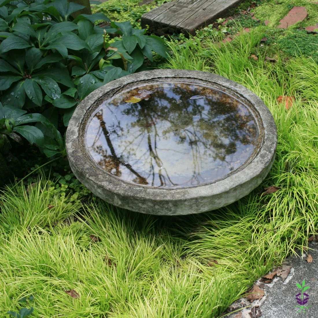 Acorus Gramineus 'Minimus Aureus' Sweet Flag 3 Acorus Gramineus 'Minimus Aureus' Sweet Flag