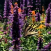 Agastache 'Blue Boa' Hummingbird Mint 2 Agastache 'Blue Boa' Hummingbird Mint -Rare Roots AGASTACHE BLUE BOA 2