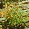 Agastache Aurantiaca 'Apricot Sprite' Hummingbird Mint -Rare Roots AGASTACHEAPRICOTSPRITELOGO