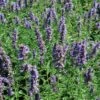 Agastache 'Black Adder' Hummingbird Mint 2 Agastache 'Black Adder' Hummingbird Mint -Rare Roots AGASTACHEBLACKADDERLOGO