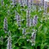Agastache 'Blue Fortune' Hummingbird Mint 1 Agastache 'Blue Fortune' Hummingbird Mint -Rare Roots AGASTACHEBLUEFORTUNELOGO