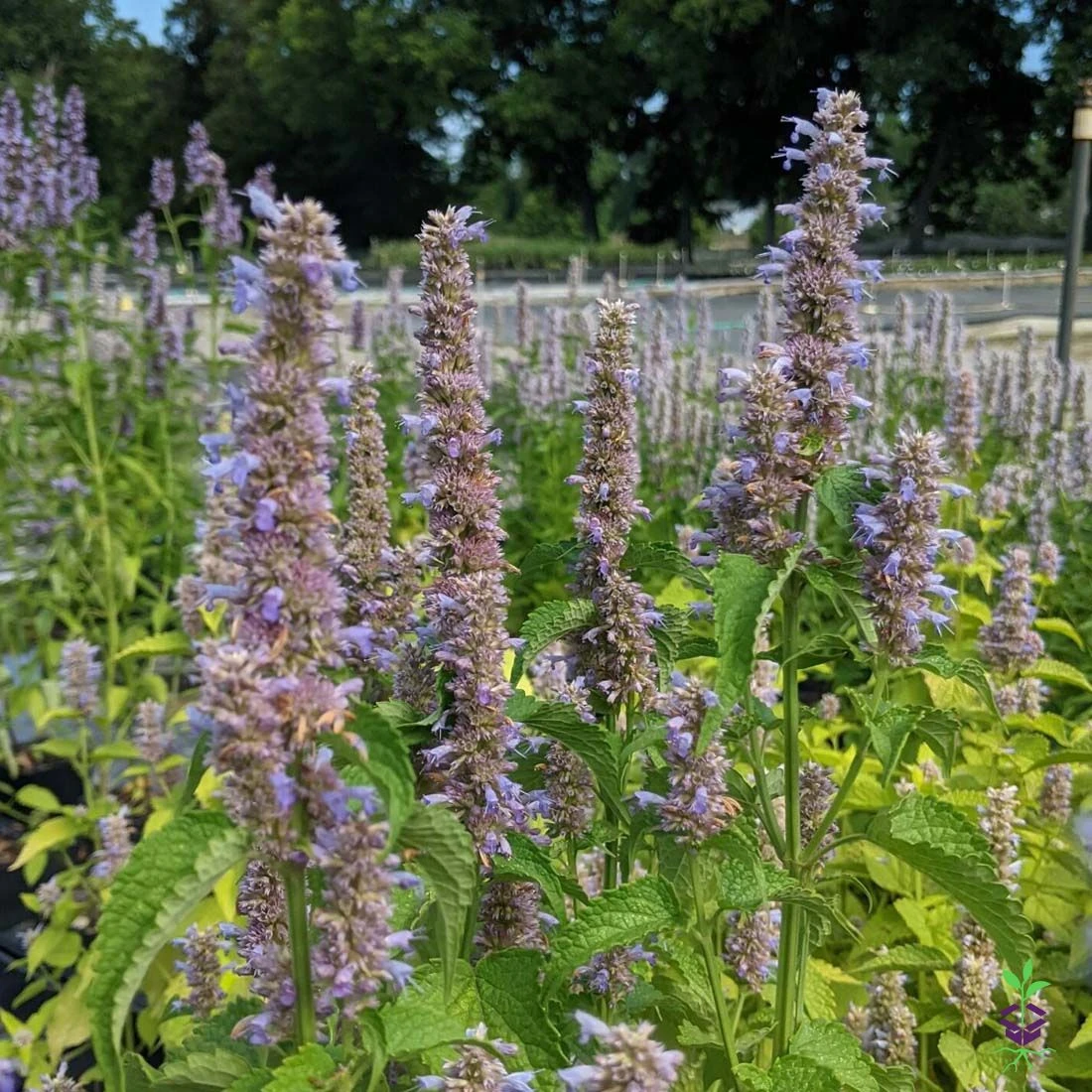 Agastache Foeniculum Hummingbird Mint 4 Agastache Foeniculum Hummingbird Mint - Image 2