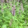 Agastache Foeniculum Hummingbird Mint 2 Agastache Foeniculum Hummingbird Mint -Rare Roots AGASTACHEFOENICULUMLOGO