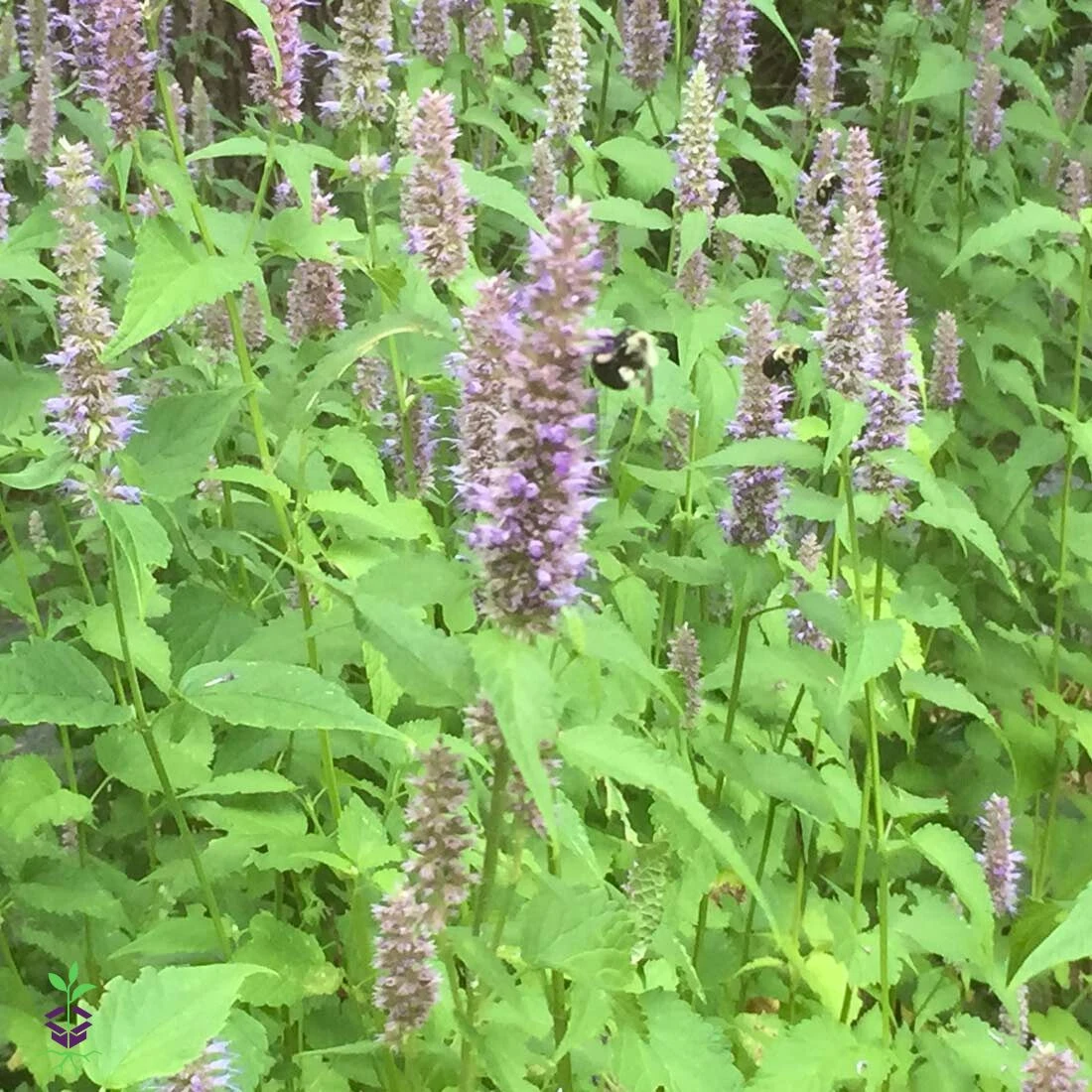 Agastache Foeniculum Hummingbird Mint 3 Agastache Foeniculum Hummingbird Mint