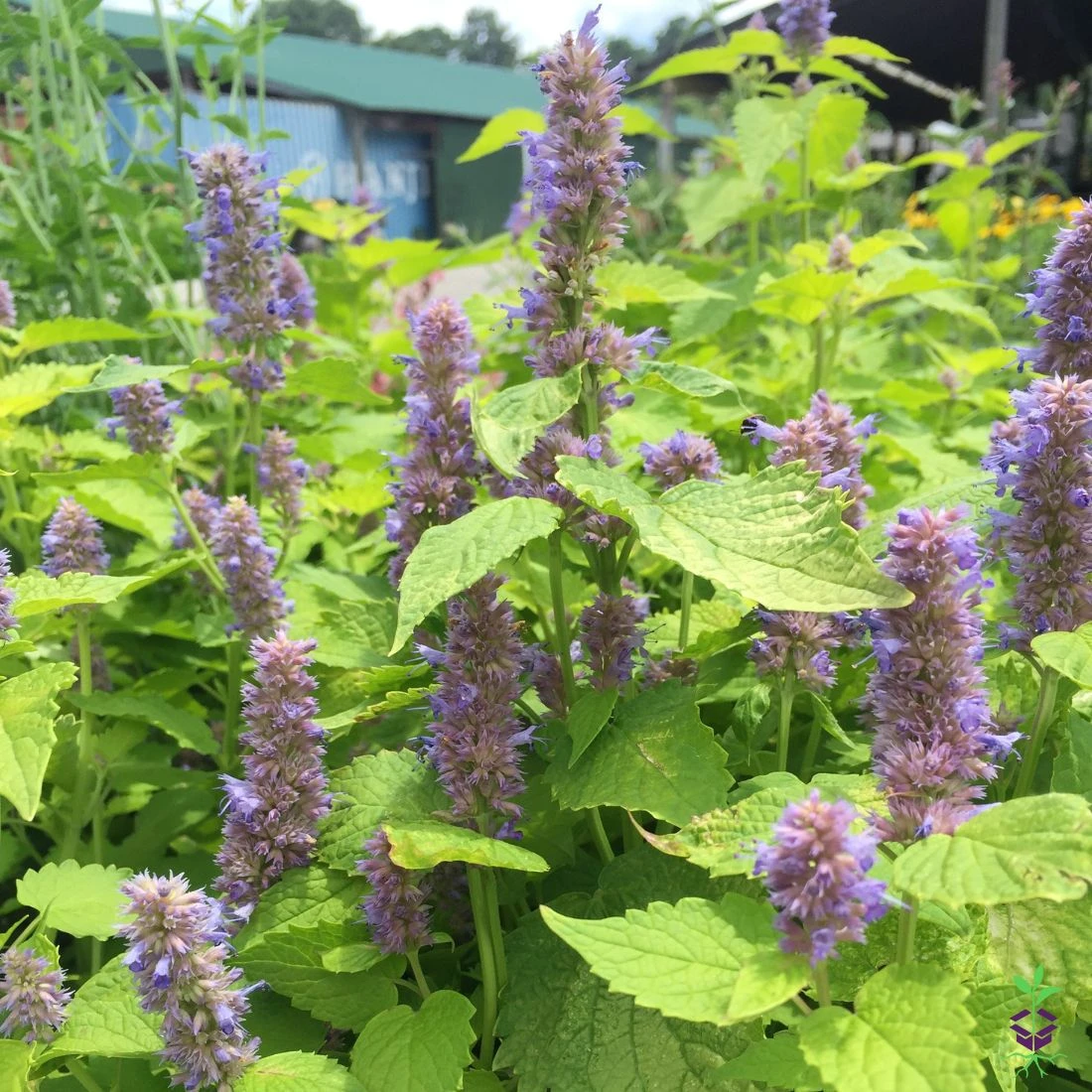 Agastache Foeniculum 'Golden Jubilee' Anise Hyssop 3 Agastache Foeniculum 'Golden Jubilee' Anise Hyssop