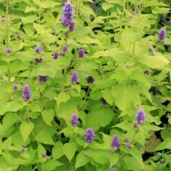 Agastache Foeniculum 'Golden Jubilee' Anise Hyssop 7 Agastache Foeniculum 'Golden Jubilee' Anise Hyssop -Rare Roots AGASTACHEGOLDENJUBLIEELOGO