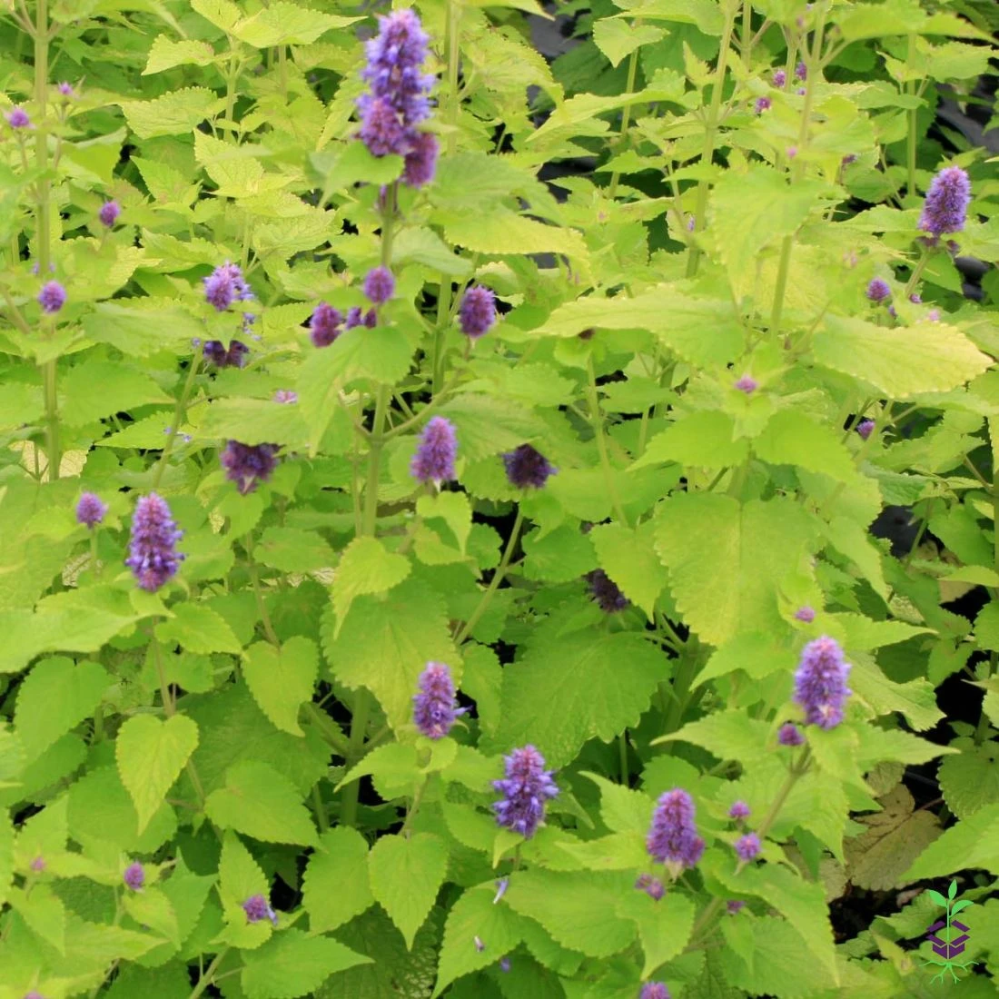 Agastache Foeniculum 'Golden Jubilee' Anise Hyssop 5 Agastache Foeniculum 'Golden Jubilee' Anise Hyssop - Image 3