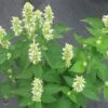 Agastache 'Honey Bee White' -Rare Roots AGASTACHEHONEYBEEWHITELOGO