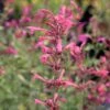 Agastache 'Morello' Hummingbird Mint -Rare Roots AGASTACHEMORELLOLOGO