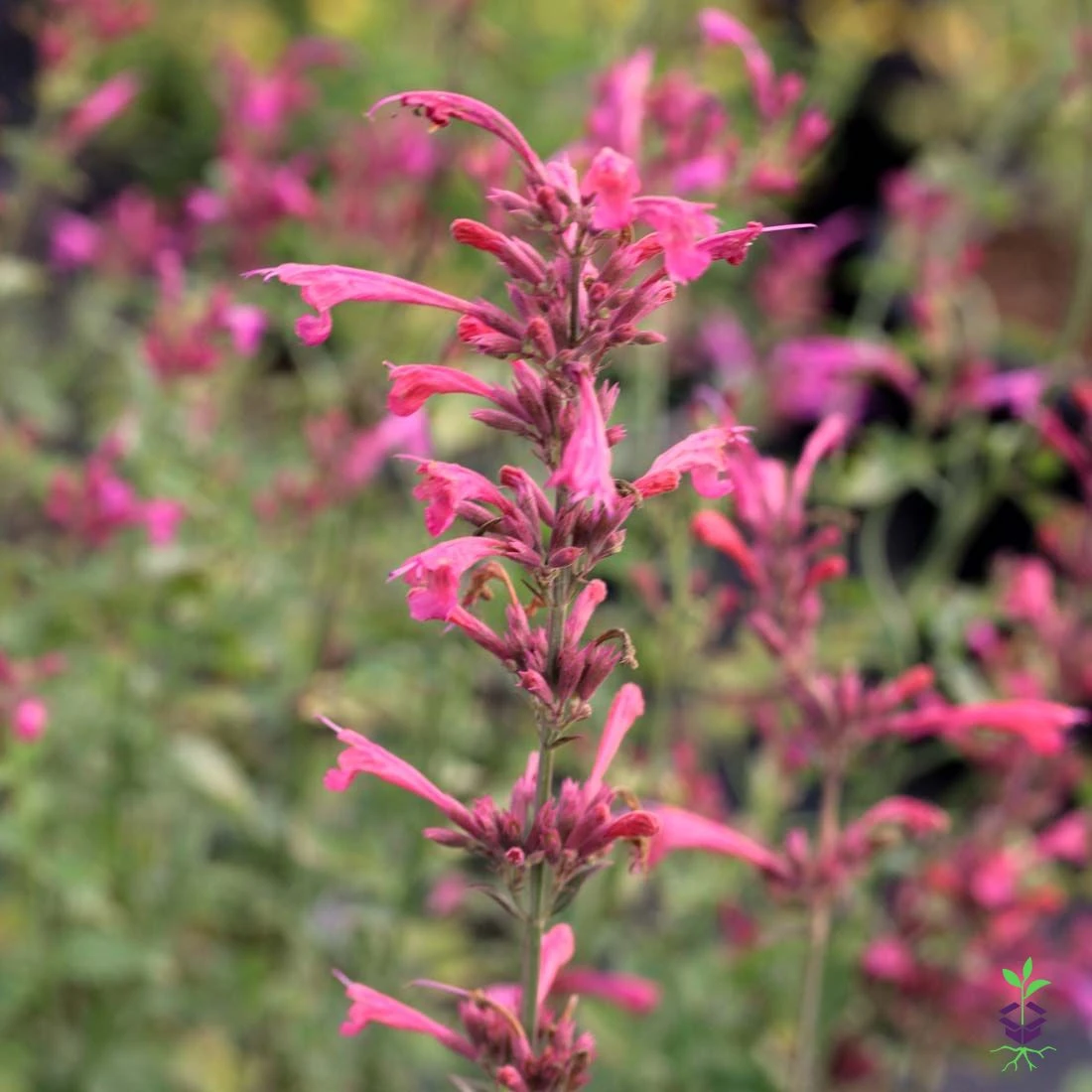 Agastache 'Morello' Hummingbird Mint 3 Agastache 'Morello' Hummingbird Mint
