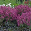 Agastache 'Rosie Posie' Hummingbird Mint 2 Agastache 'Rosie Posie' Hummingbird Mint -Rare Roots AGS RosiePosie WG