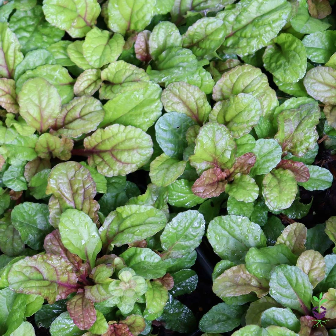 Ajuga 'Parrot Paradise' Bugleweed 4 Ajuga 'Parrot Paradise' Bugleweed - Image 2