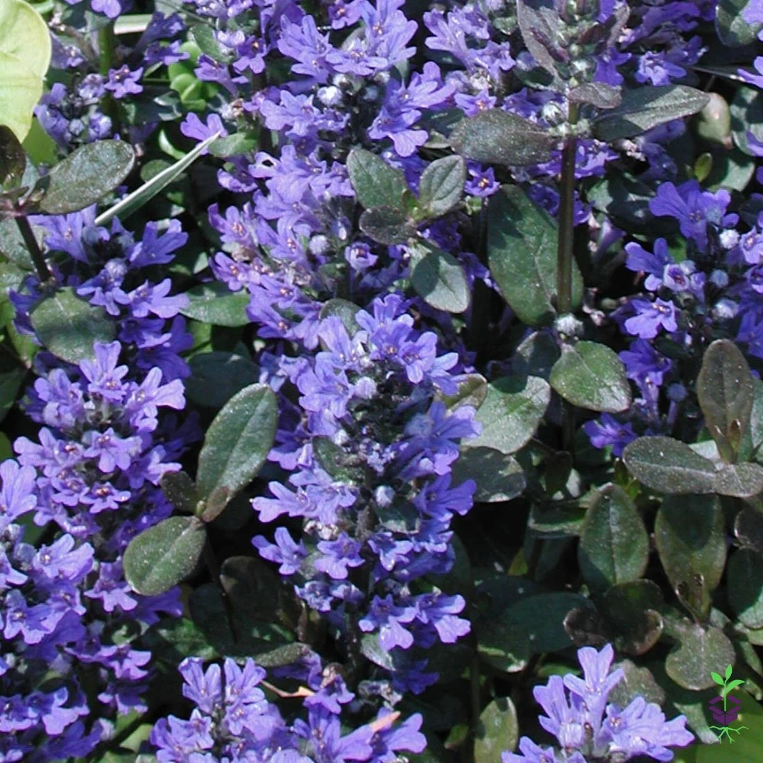 Ajuga Reptans 'Chocolate Chip' Bugleweed 5 Ajuga Reptans 'Chocolate Chip' Bugleweed - Image 3