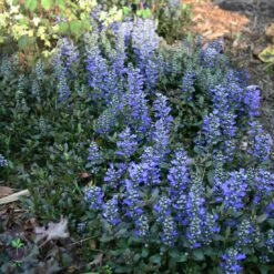 Ajuga Reptans 'Chocolate Chip' Bugleweed