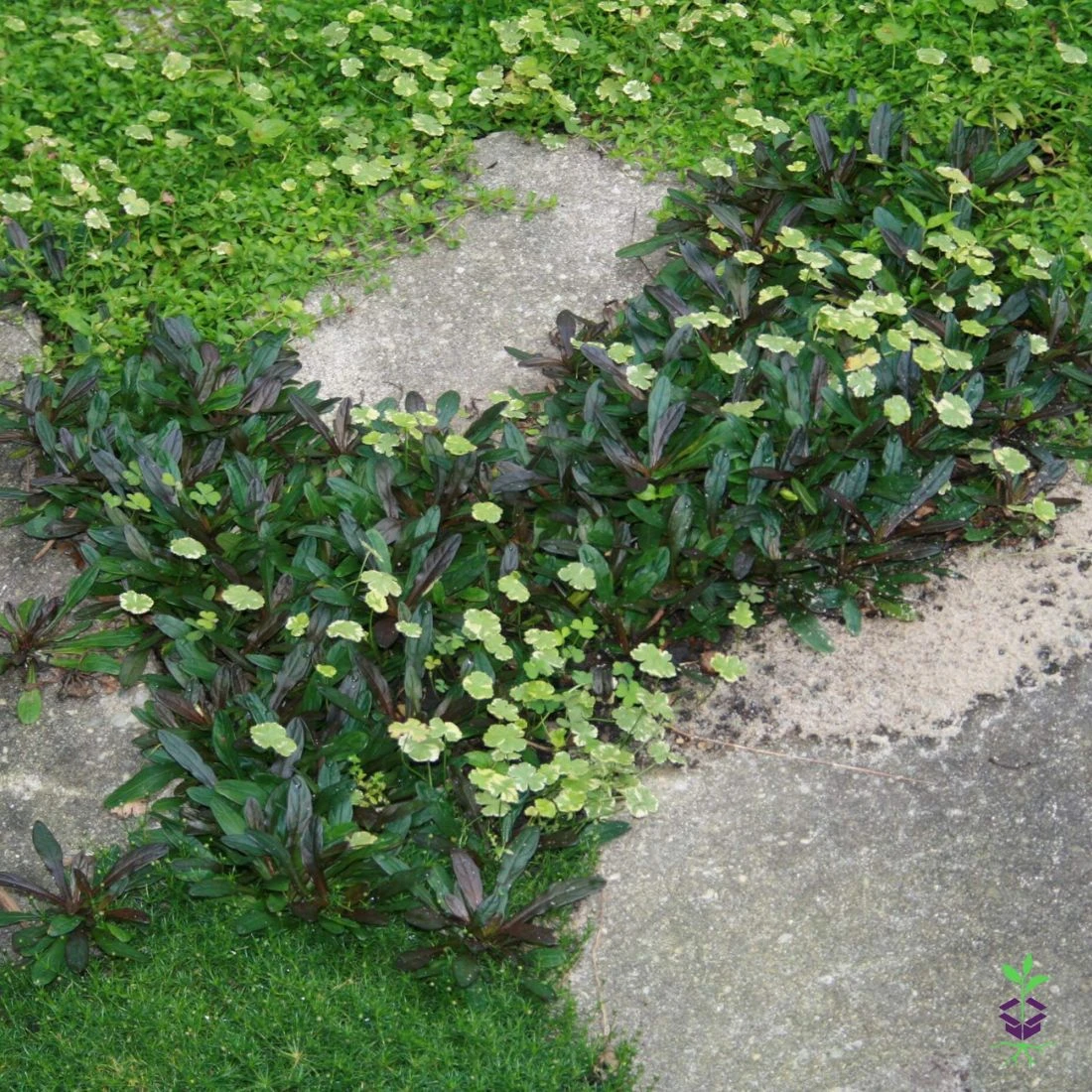 Ajuga Reptans 'Chocolate Chip' Bugleweed 4 Ajuga Reptans 'Chocolate Chip' Bugleweed - Image 2