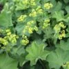 Alchemilla Mollis 'Thriller' Lady's Mantle 2 Alchemilla Mollis 'Thriller' Lady's Mantle -Rare Roots ALCHEMILLATHRILLERLOGO
