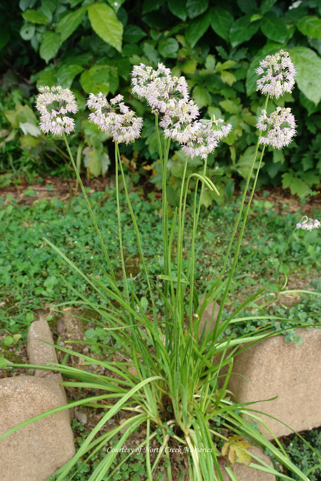Allium Cernuum Nodding Onion 3 Allium Cernuum Nodding Onion - Image 2