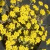 Alyssum Wulfenianum 'Golden Spring' Basket Of Gold -Rare Roots ALYSSUMGOLDENSPRINGLOGO