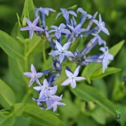 Amsonia 'Blue Ice' Blue Star -Rare Roots AMSONIABLUEICE3LOGO