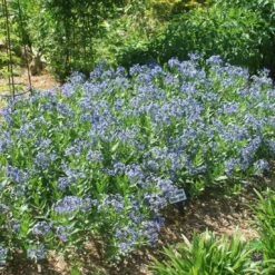 Amsonia 'Blue Ice' Blue Star -Rare Roots AMSONIABLUEICE4LOGO