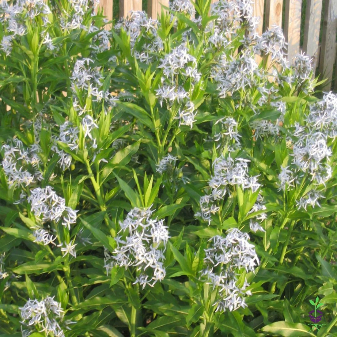 Amsonia Tabernaemontana Willowleaf Blue Star 3 Amsonia Tabernaemontana Willowleaf Blue Star
