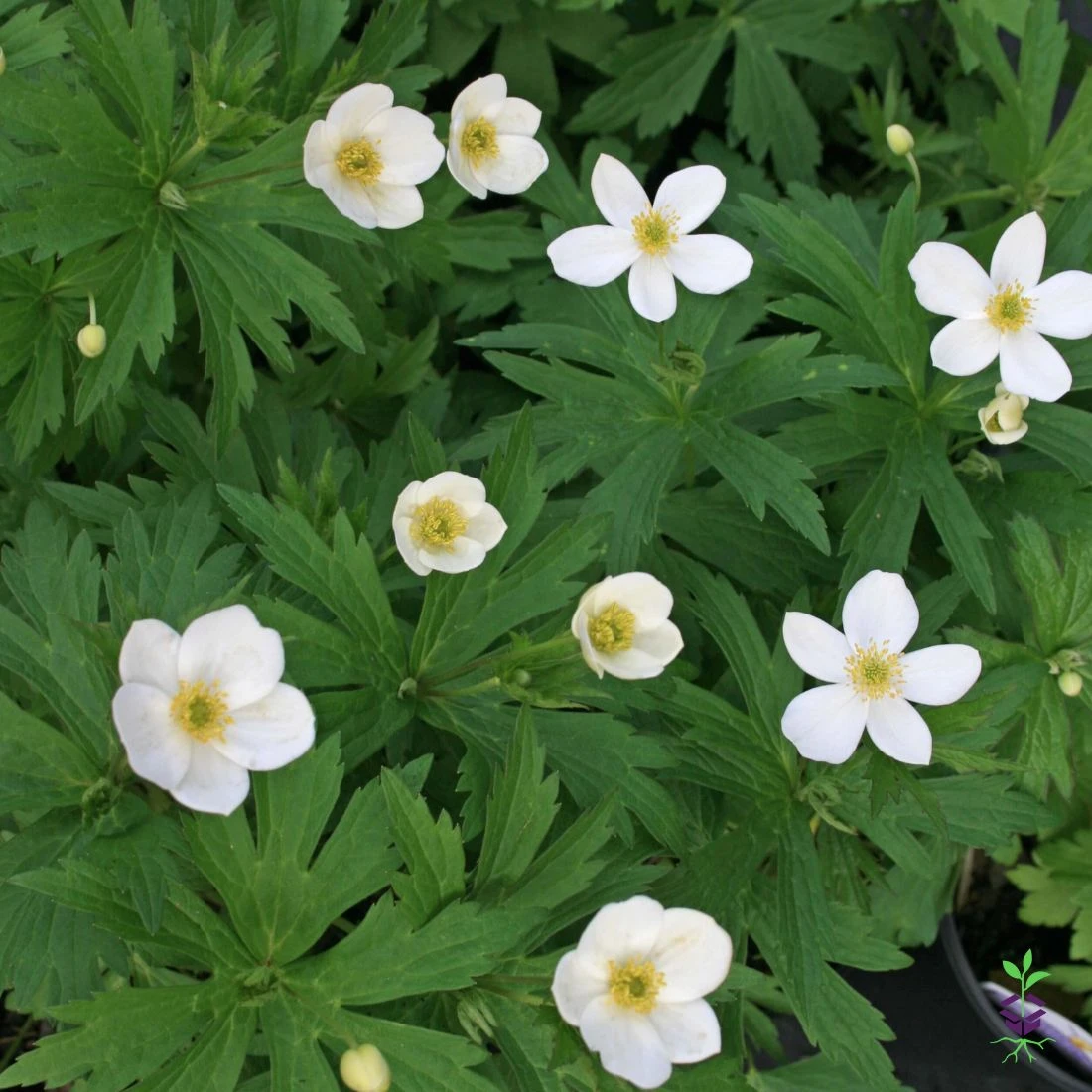 Anemone Canadensis Meadow Windflower 4 Anemone Canadensis Meadow Windflower - Image 2