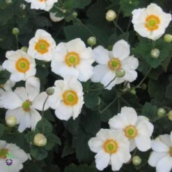 Anemone X 'Honorine Jobert' Japanese Anemone/Windflower