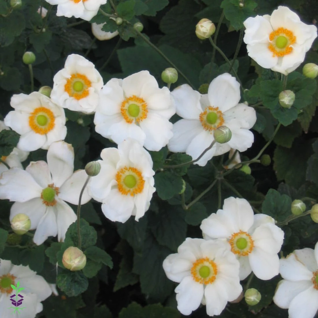 Anemone X 'Honorine Jobert' Japanese Anemone/Windflower 3 Anemone X 'Honorine Jobert' Japanese Anemone/Windflower
