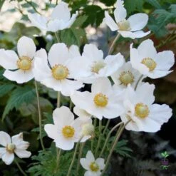 Anemone Sylvestris Snowdrop Windflower