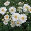 Anemone 'Whirlwind' Japanese Anemone/Windflower -Rare Roots ANEMONEWHIRLWINDLOGO