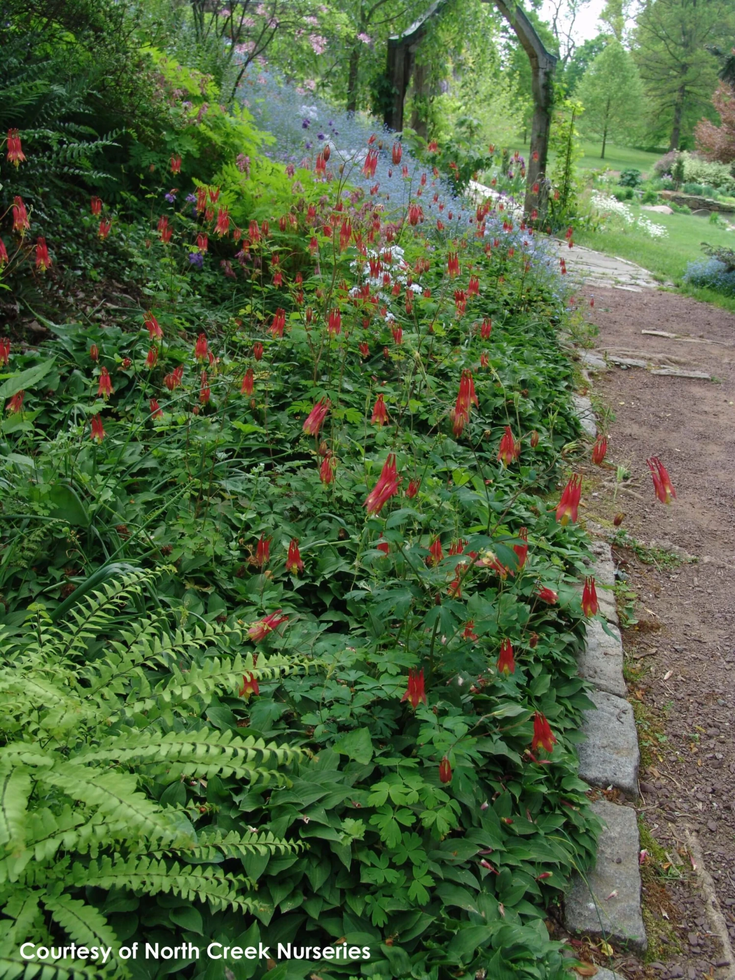 Aquilegia Canadensis Eastern Red Columbine 5 Aquilegia Canadensis Eastern Red Columbine - Image 3