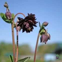 Aquilegia Vulgaris 'Black Barlow' Columbine