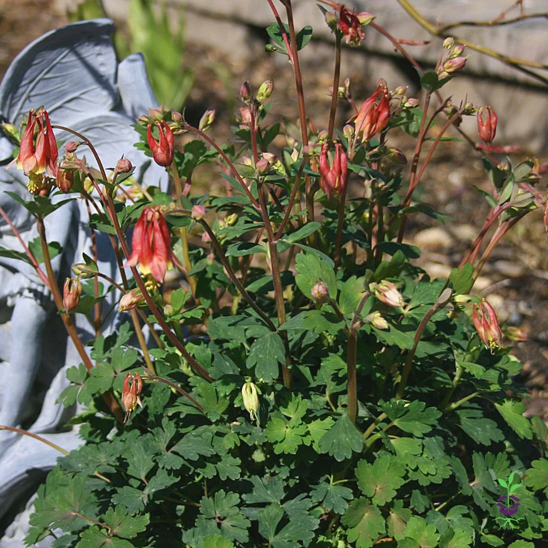 Aquilegia Canadensis 'Little Lanterns' Columbine 4 Aquilegia Canadensis 'Little Lanterns' Columbine - Image 2